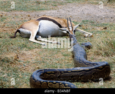 Kenya, Kajiado District, Amboseli. A python kills a Thomson's gazelle ...
