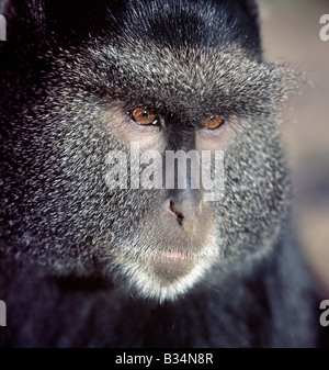 Kenya, Rift Valley Province, Mau Forest. A Blue monkey. This long-tailed, arboreal monkey is distributed widely in evergreen forested regions up to 10,000 feet. . Stock Photo