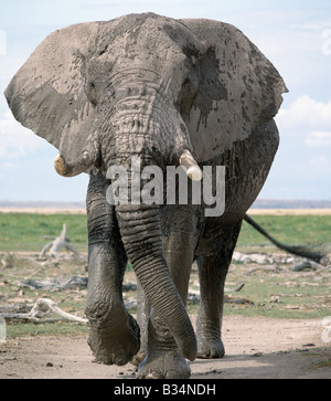 Kenya, Kajiado District, Amboseli National Park. A bull elephant caked in mud emerges from a swamp at Amboseli National Park. Stock Photo
