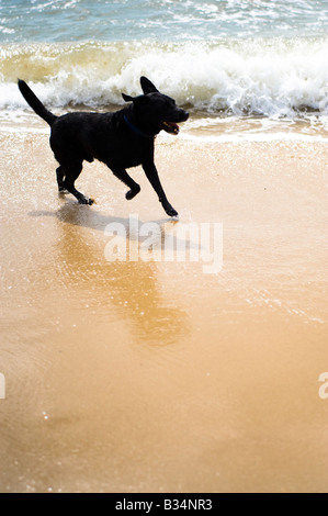 A black labrador retriever in the sea Stock Photo