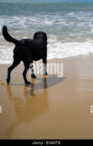 A black labrador retriever in the sea Stock Photo