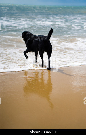 A black labrador retriever in the sea Stock Photo