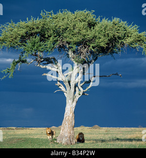 Kenya, Narok, Masai Mara. Two lions pause beside a Balanites  tree in Masai Mara as rain threatens. Stock Photo