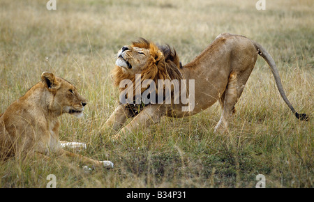 Kenya, Narok, Masai Mara. A black-maned lion stretches in front of a lioness in Masai Mara. Stock Photo