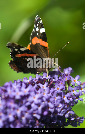 Red Admiral butterfly on buddleja in an English garden. UK Stock Photo