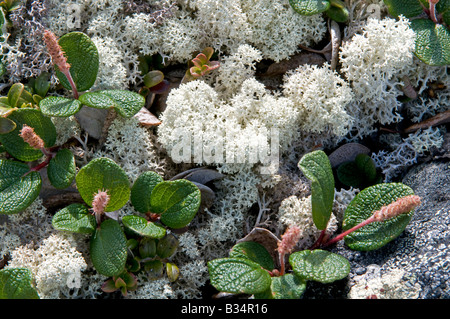 Net-leafed Willow (Salix reticulata), with catkin amongst Reindeer Moss (Cladonia rangiferina) Stock Photo