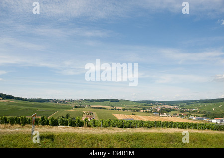 hillside with rows of vines at chavot champagne ardenne france Stock Photo