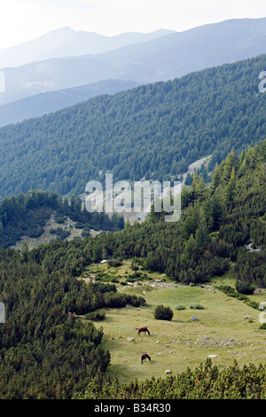 Scenic of Sinanitsa valley coniferous forests in World Heritage Site Pirin National Park Bulgaria Stock Photo
