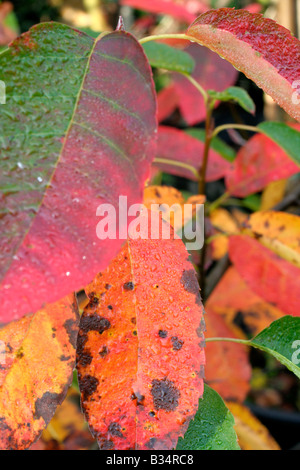 AMELANCHIER CANADENSIS AUTUMN FOLIAGE IN MID OCTOBER Stock Photo