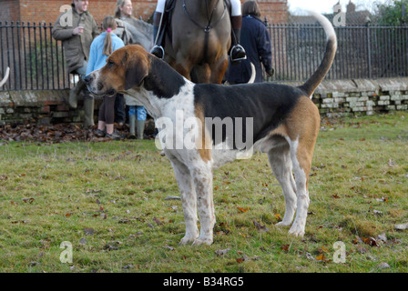 English foxhound Stock Photo