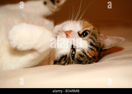 Cute cat on a bed. Stock Photo