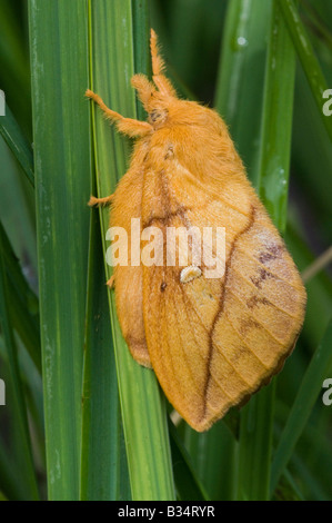 Drinker Moth  (Euthrix potatoria), female Stock Photo