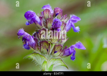 Selfheal (Prunella vulgaris), flower head Stock Photo