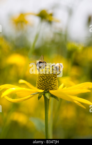 Bees gathering pollen on bright yellow Rudbeckia Herbstonne Stock Photo