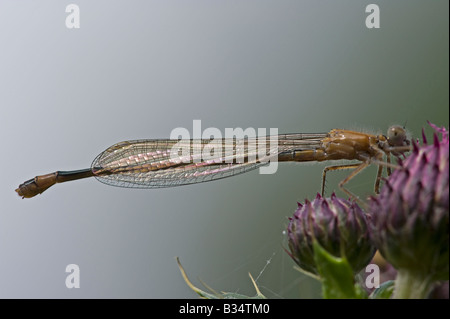 Blue-tailed Damselfly (Ischnura elegans), female at rest Stock Photo