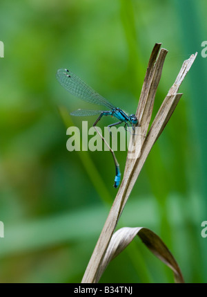 Blue-tailed Damselfly (Ischnura elegans), male at rest Stock Photo