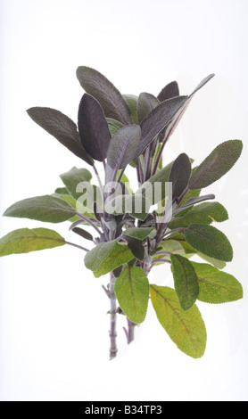 CULINARY HERBS HERB SAGE Salvia officinalis One of the most popular herbs used in cooking Stock Photo