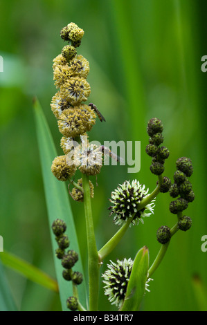 Branched Bur-reed  (Sparganium erecturm), male and female flowers, with hover fly Stock Photo