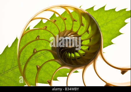 Split nautilus shell and leaf isolated against white Stock Photo