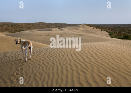 A dog on a SAND DUNE in the THAR DESERT near JAISALMER RAJASTHAN INDIA Stock Photo