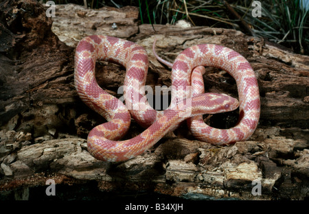 Albino snake hi-res stock photography and images - Alamy
