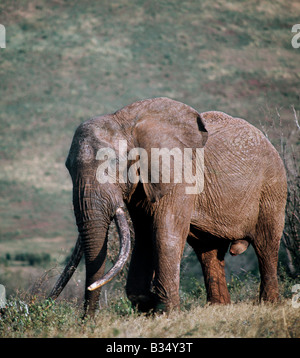 Kenya, Northern Kenya, Marsabit. An old bull elephant on Marsabit Mountain. Stock Photo