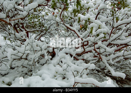 A snow covered Manzanita bush spreads its branches in Oregon's Cascade mountains. Stock Photo