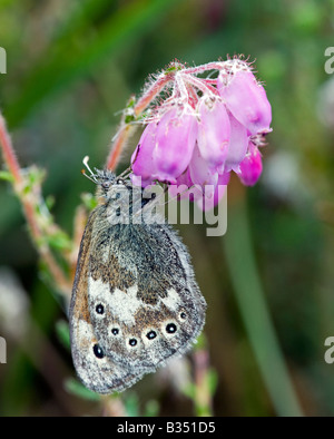 Large Heath Butterfly (Coenonympha tullia) on  Bell Heather Stock Photo