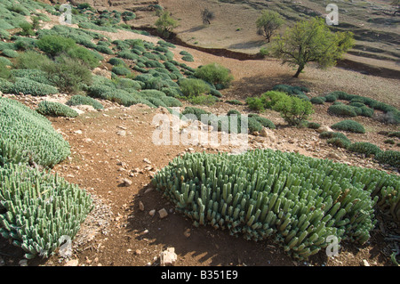 Resin spurge Euphorbia resinifera in a slope of the low Atlas range, Morocco Stock Photo