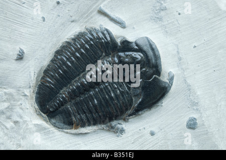 Fossil Trilobite (Elrathia kingii) Cambrian; Wheeler Shale matrix; Delta, Utah, USA. c30mm long Stock Photo