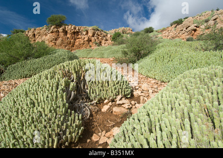 Resin spurge Euphorbia resinifera in a slope of the low Atlas range, Morocco Stock Photo