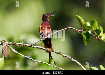 Crimson Topaz (Topaza pella), male perched on twig Stock Photo