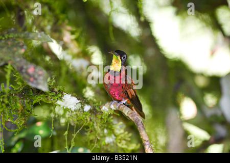 Crimson Topaz (Topaza pella), male in eclipse plumage perched on twig Stock Photo