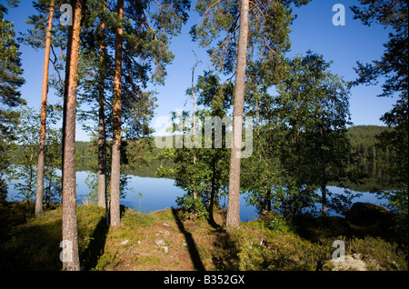 Pine ( pinus sylvestris ) trees around a Finnish lake at taiga forest , Finland Stock Photo