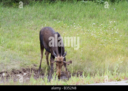 cow moose in the rockies, canada Stock Photo