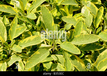 CULINARY HERBS HERB SAGE Salvia officinalis One of the most popular herbs used in cooking Stock Photo