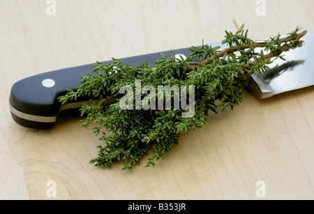 CULINARY HERBS HERB THYME Thymus vulgaris One of the most popular herbs used in cooking Stock Photo