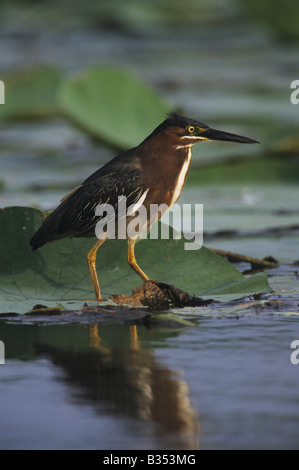 Green Heron Butorides virescens adult walking on lily pads American Lotus Nelumbo lutea Sinton Coastel Bend Texas USA Stock Photo