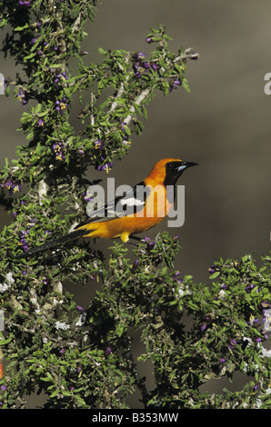 Hooded Oriole Icterus cucullatus male perched on blooming Guayacan Guaiacum angustifolium Starr County Rio Grande Valley Texas Stock Photo