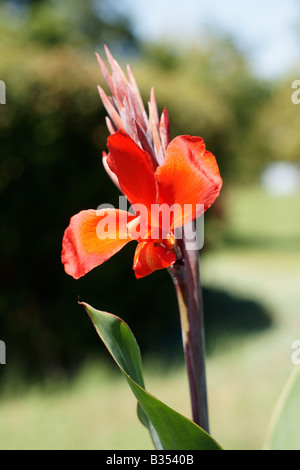 A single bright red canna lily blooming in a small garden. Stock Photo