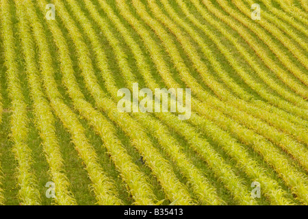 Field of young corn on the cob plants, England UK Stock Photo