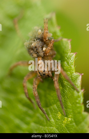 Spider on leaf, carrying young England UK Stock Photo