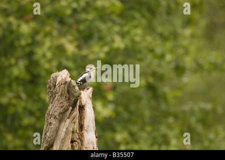 Greater Spotted Woodpecker on tree stump, England, UK Stock Photo
