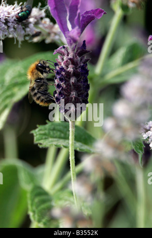 bumble bee on lavender Stock Photo