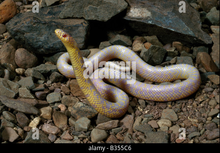 albino-speckled-kingsnake-