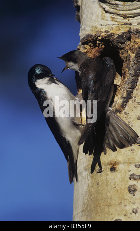Tree Swallow Tachycineta bicolor pair at nesting cavity in aspen tree Rocky Mountain National Park Colorado USA Stock Photo
