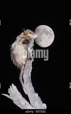 Virginia Opossum Didelphis virginiana adult climbing dead tree at night with moon Starr County Rio Grande Valley Texas USA Stock Photo