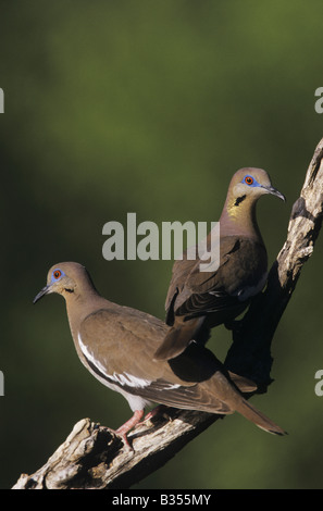 White-winged Dove Zenaida asiatica pair perched Starr County Rio Grande Valley Texas USA Stock Photo