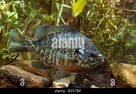 Banded Sunfish (Enneacanthus obesus Stock Photo - Alamy