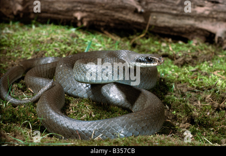 Blue Racer Coluber constrictor foxi Stock Photo